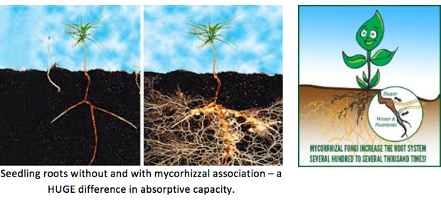 chemistry of organic and synthetic fertilizers chemistry of organic and synthetic fertilizers