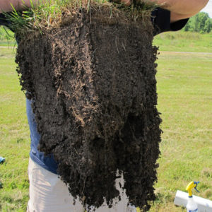 Great Roots Systems!