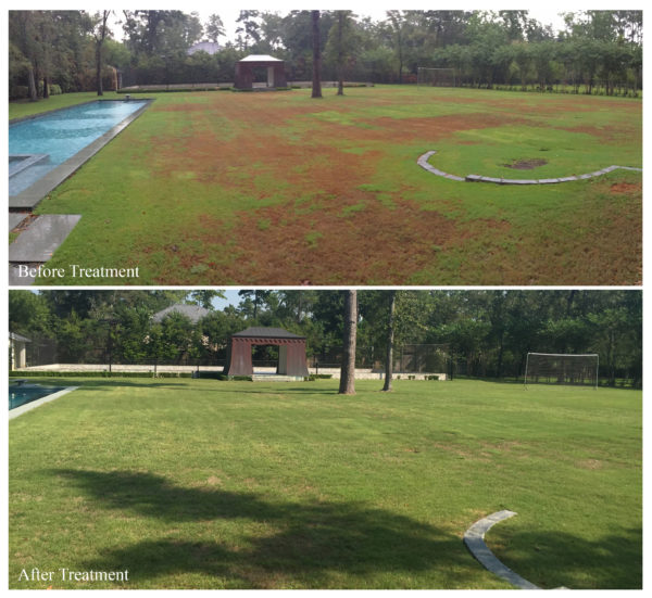 Zoysia Grass Treatment Before & After