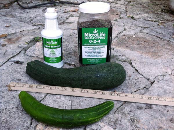 Zucchini & Cucumber Grown with MicroLife