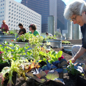Urban Harvest Community Gardens Using ML